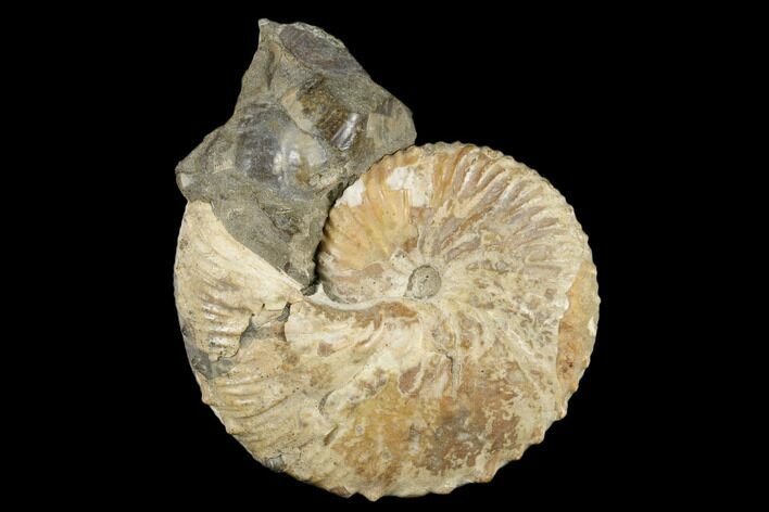 Iridescent Ammonite (Jeletzkytes) Fossil - Wyoming #180839